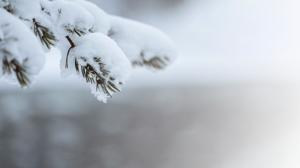 Poster - Close up of snowy trees in Riisitunturi National Park, Finland