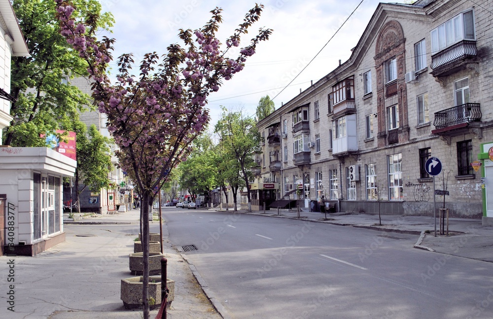 Obraz na płótnie Blooming spring blossom tree blue sky empty street corona virus stay home Chisinau city background w salonie