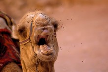 Closeup Shot Of A Camel Opening Its Mouth With Flies Flying Around Its Face