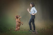 Young woman training a dog. Hungarian vizsla with an owner in the forest.