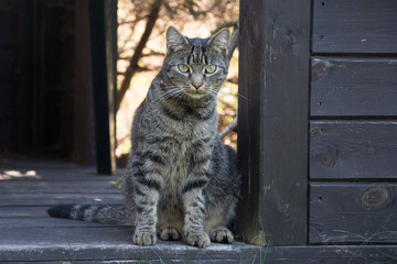 Beautiful grey striped cat sitting in a garden shed, looking straight into the camera