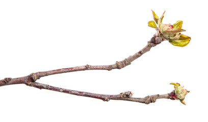 Apple tree branch on an isolated white background. Fruit tree sprout with leaves isolate.