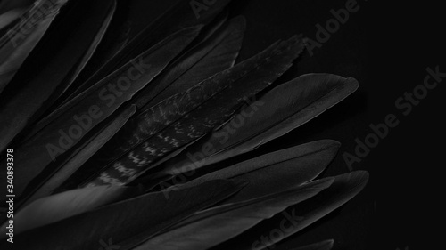 Black wing detail, abstract dark background. Feathers texture for design