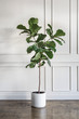 © rawpixel.com - Fiddle leaf fig tree