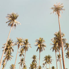 Tall palm trees