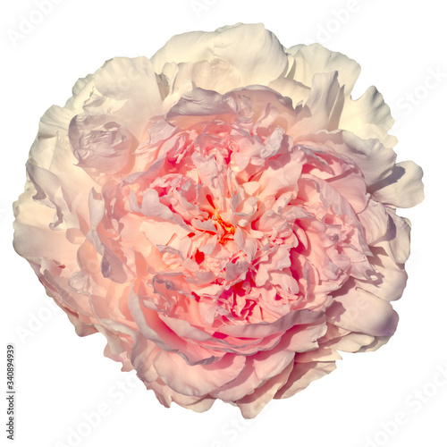 Peony flower in fashionable color.