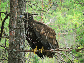 White-tailed eagle (Haliaeetus albicilla) in the North of Belarus