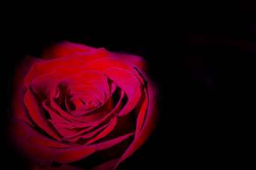 Wall Mural - Red rose with dark backlight