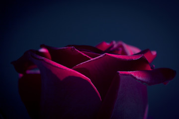 Wall Mural - Red rose with dark backlight