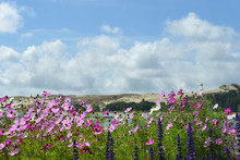 Bright Flowers On A Background Of Sand Dunes And Blue Sky