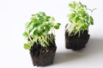 Wall Mural - Seedlings Ocimum Basilicum compacta in peat pots.Baby plants seeding, black hole trays for agricultural seedlings.The spring planting. Early seedling, grown from seeds. Blurred.