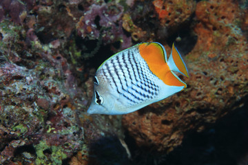 Wall Mural - Seychelles butterflyfish underwater in the Indian Ocean