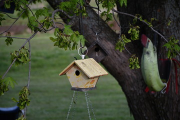 Wall Mural - Birdhouse