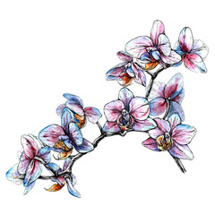 Wall Mural - Hand drawn phalaenopsis orchid branch. Watercolor style vector illustration isolated on white