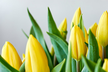 Wall Mural - Closeup of a bouquet of yellow dutch tulips in bud with green leaves against a grey background. Springtime concept. Image with selective focus.