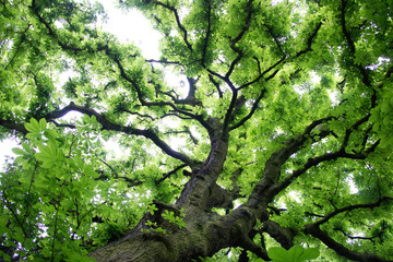 Looking up into horse chestnut tree showing fresh spring leaves