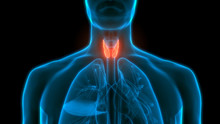 Human Glands Lobes Of Thyroid Gland Anatomy