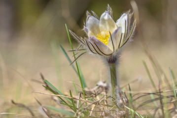 Wall Mural - snowdrop flower grass spring sunlight