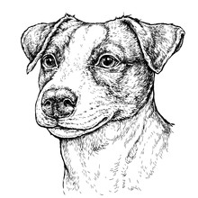 Hand Drawn Vintage Style Sketch Of Cute Funny Jack Russell Terrier Dog. Vector Illustration