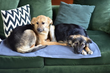 two dogs together lie on the sofa