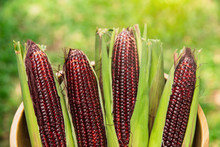 Fresh Red Corn On Rustic Wooden Table. Grains Of Ripe Corn On Wooden Background.