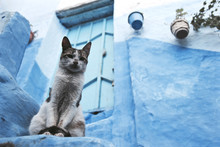 From Below Of Peaceful Colorful Cat Sitting On Rocky Stairs Of Blue Building And Looking At Camera
