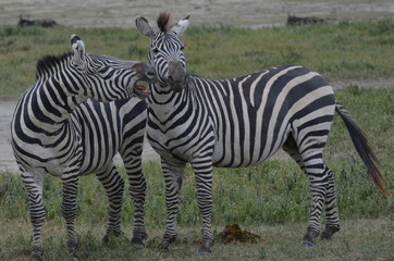 Wall Mural - Zebras