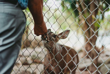 Crop Faceless Man Giving Hand To Smell To Cute Hind Deer Through Metal Fence Of Enclosure In Zoo 