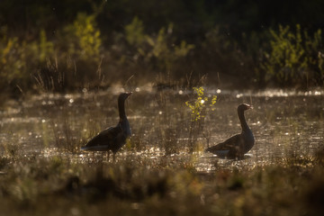 Wall Mural - Two greylag geese at edge of lake during golden hour.