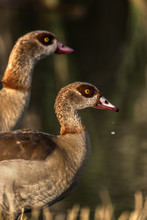 Side View Of Egyptian Geese Walking On Shore Of Pond In Summer Day