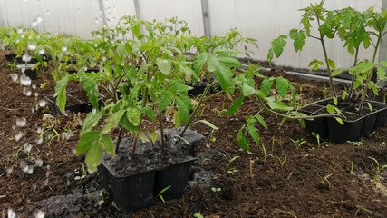 Wall Mural - Watering tomato seedlings in a greenhouse in spring