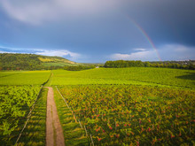 Surrey, UK: Rows Of Vines In An English Vineyard