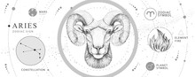 Modern Magic Witchcraft Card With Astrology Aries Zodiac Sign. Realistic Hand Drawing Ram Or Mouflon Head. Zodiac Characteristic
