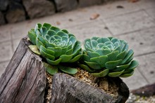 High Angle View Of Succulent Plants On Tree Stump