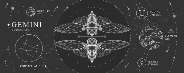 modern magic witchcraft card with astrology gemini zodiac sign. realistic hand drawing butterfly or 
