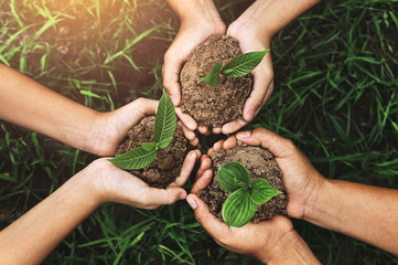 three hand holding young tree for planting. nurture environmental concept