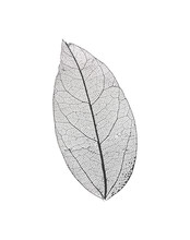 Black Transparent Leaves Isolated On White Background
