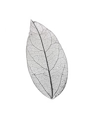 Wall Mural - black transparent leaves isolated on white background