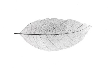 Wall Mural - black transparent leaves isolated on white background