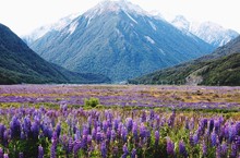 Purple Flowers On Landscape Against Mountains