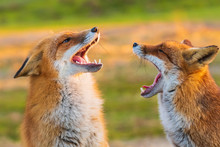 Two Wild Red Foxes, Vulpes Vulpes, Fighting