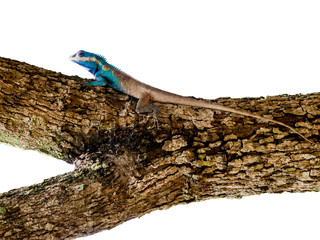 Wall Mural - chameleon on the tree isolated on white background.
