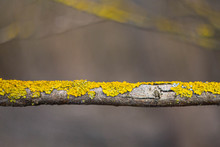 Branch Covered With Yellow Moss