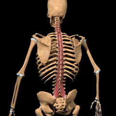 3d Illustration of the Multifidus Muscles on Skeleton