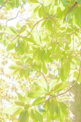 Wall Mural - Abstract background of trees, branches, bark, leaves. Textural background from vegetation, fauna. Botanical Garden. Georgia.