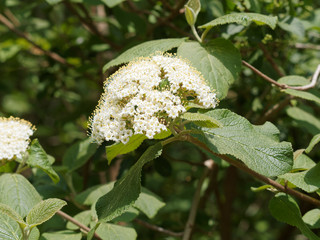 Poster - (Viburnum lantana) Viorne lantane ou viorne mancienne aux tiges souples garnies de fleurs blanc-crème en corymbes et aux feuilles opposées, ovales, dentées vert brillant  