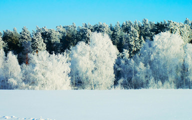 Poster - Winter snow forest background Landscape and cold nature snowy tree reflex