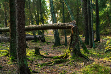 Fallen tree in the middle of the forest