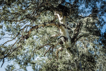 Wall Mural - Abstract background of trees, branches, bark, leaves. Textural background from vegetation, fauna. Botanical Garden. Georgia.
