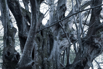 Wall Mural - Abstract background of trees, branches, bark, leaves. Textural background from vegetation, fauna. Botanical Garden. Georgia.	